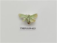 藏品(螟蛾317)的圖片